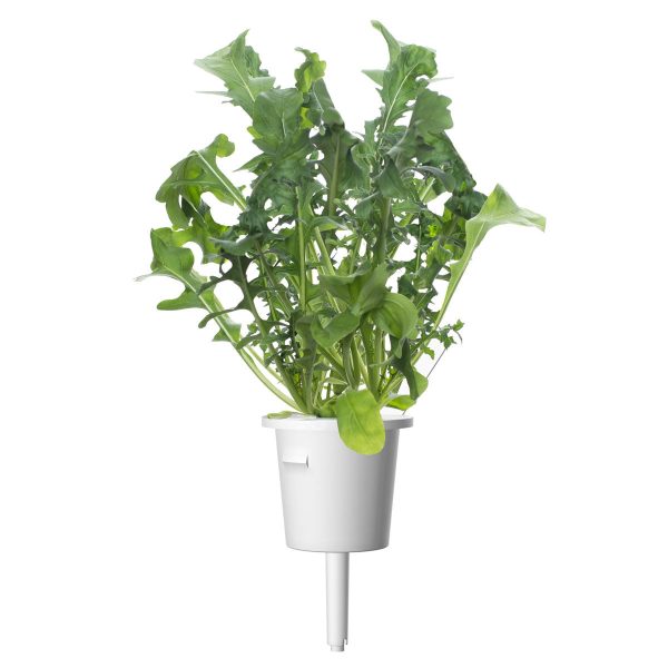 Arugula 30-pack For Cheap - Image 3