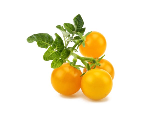 Yellow Mini Tomato Plant Pods 9-pack Online Hot Sale