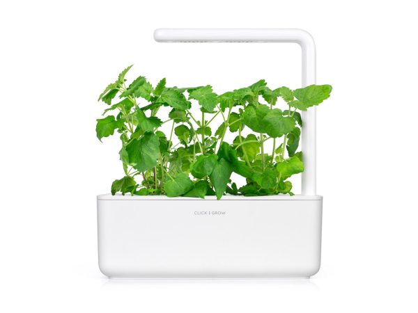 Catnip Plant Pods For Cheap - Image 4