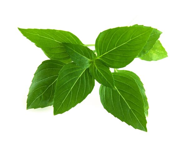 Thai Basil Plant Pods For Sale